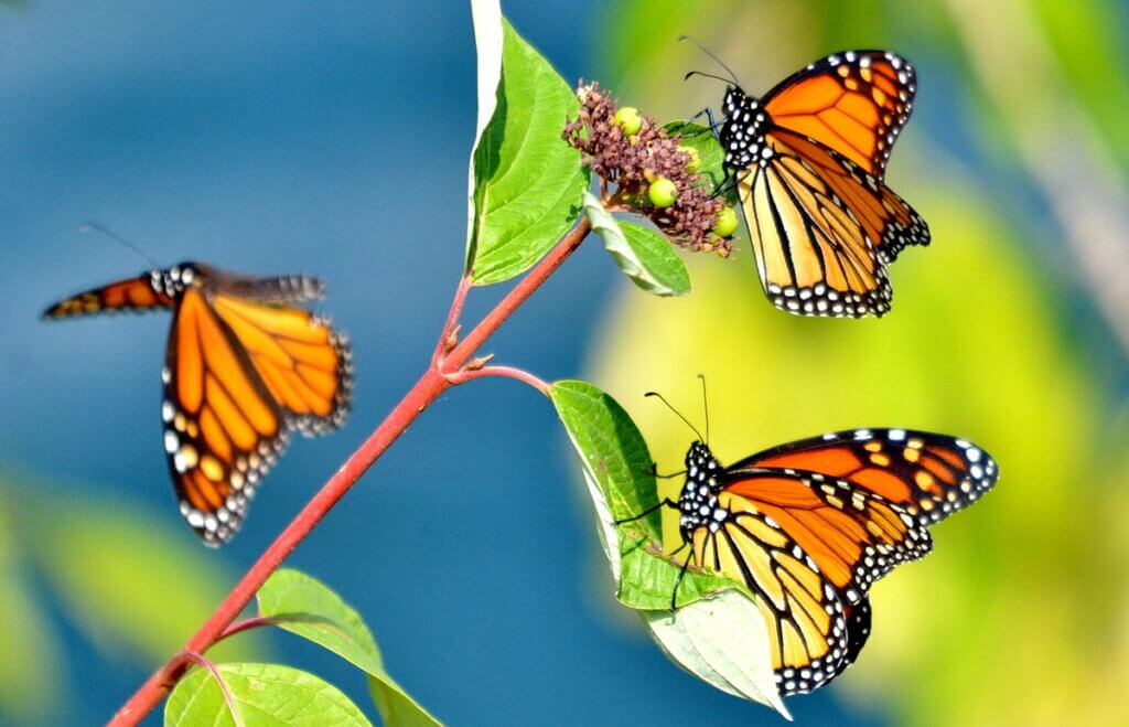 Monarch butterflies fluttering in Toronto, Ontario, Canada.