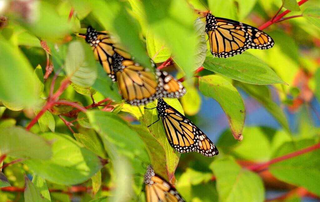 Monarch butterflies fluttering in Toronto, Ontario, Canada.