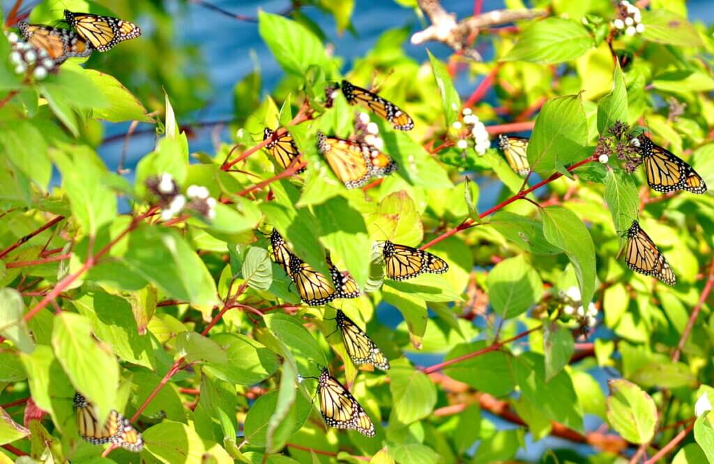 Monarch butterflies fluttering in Toronto, Ontario, Canada.