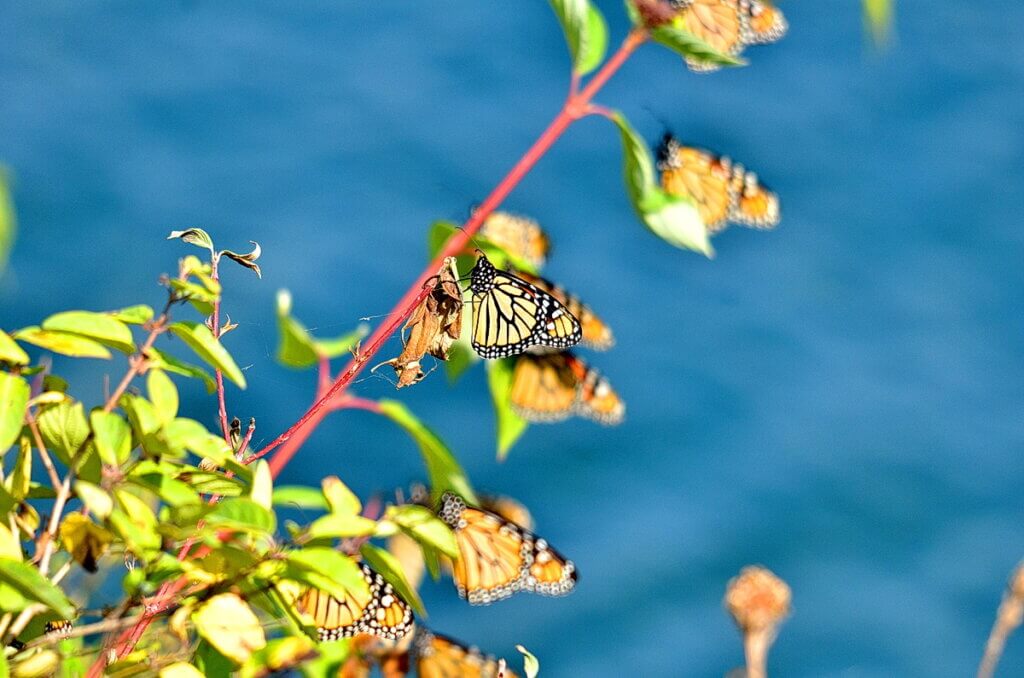 Monarch butterflies fluttering in Toronto, Ontario, Canada.