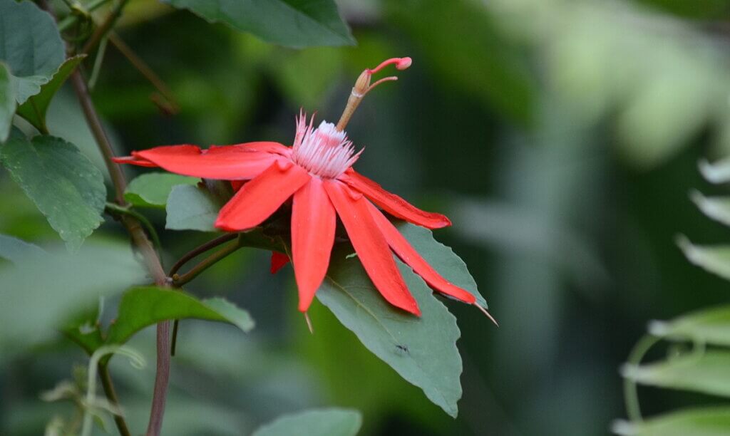 perfumed passionflower, sloth walk, la fortuna, costa rica