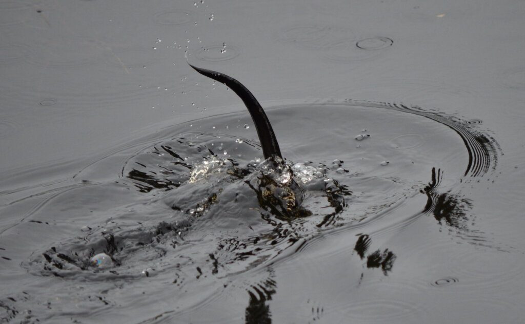 River otter diving beneath the water surface in Algonquin park, Ontario, Canada