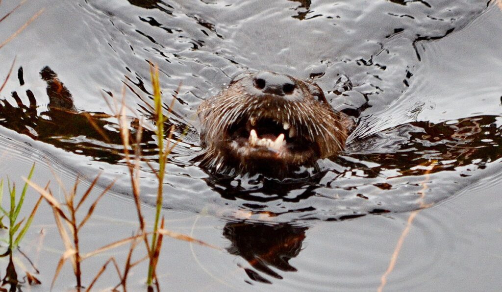 River otter River otter swimming in Algonquin park, Ontario, Canada
