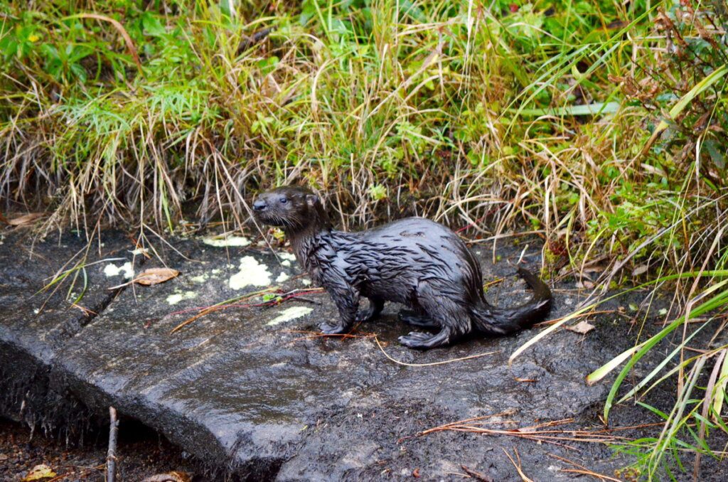 River otter sitting on shoreline in Algonquin park, Ontario, Canada