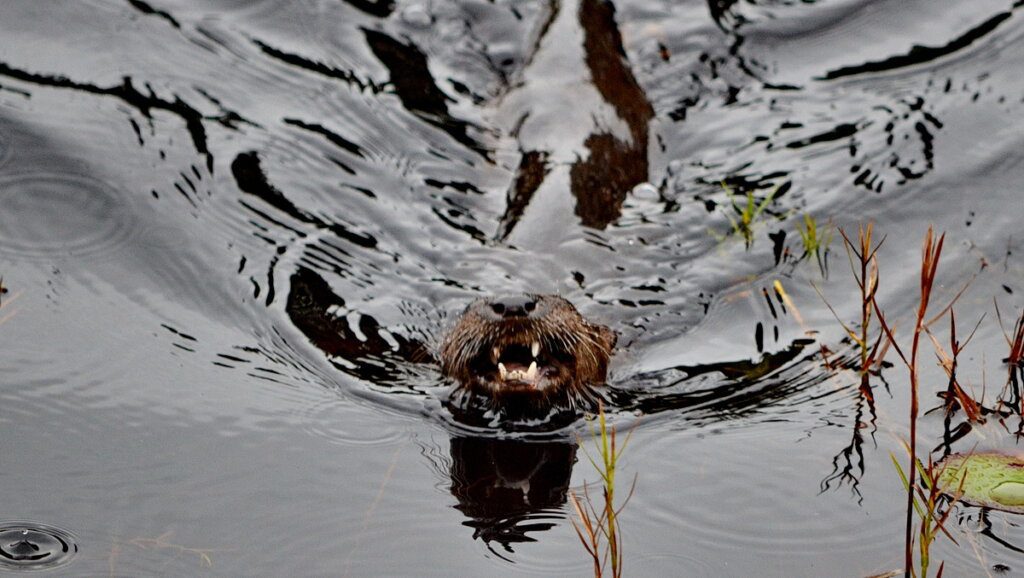 River otter River otter swimming in Algonquin park, Ontario, Canada