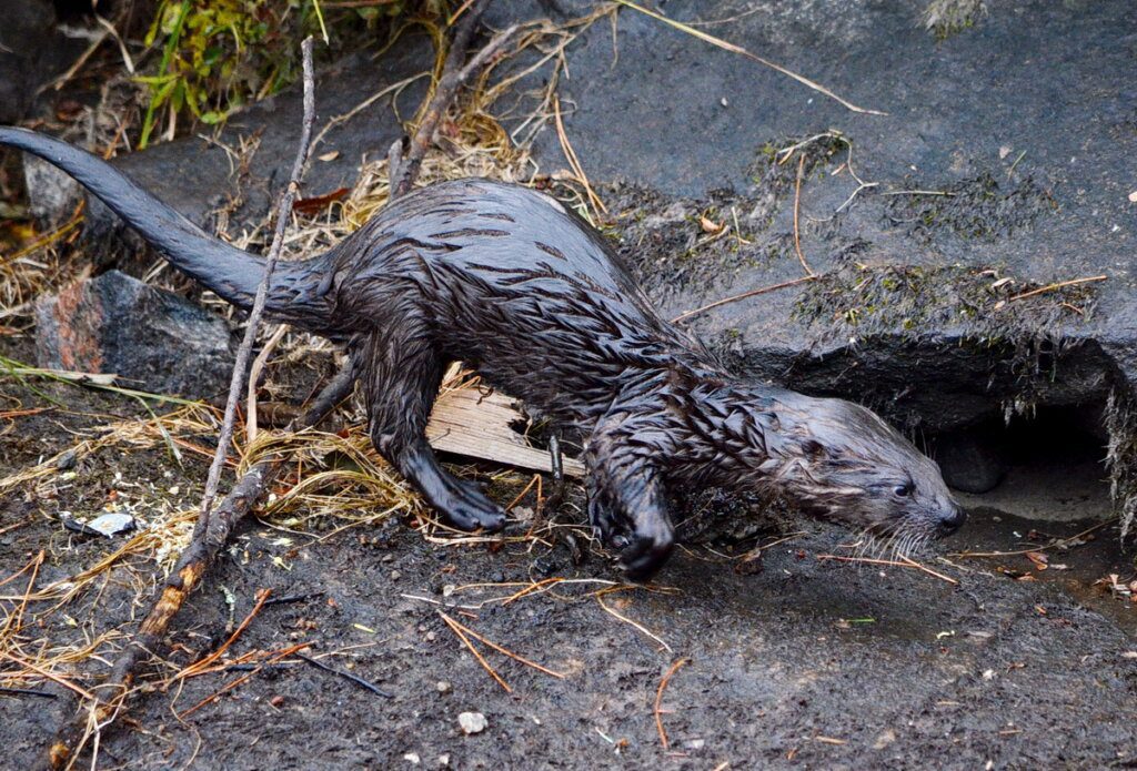 River otter running along a shoreline in Algonquin park, Ontario, Canada