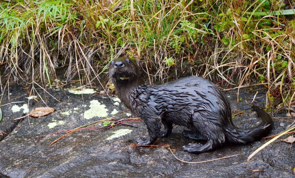 River otter sitting on shoreline in Algonquin park, Ontario, Canada