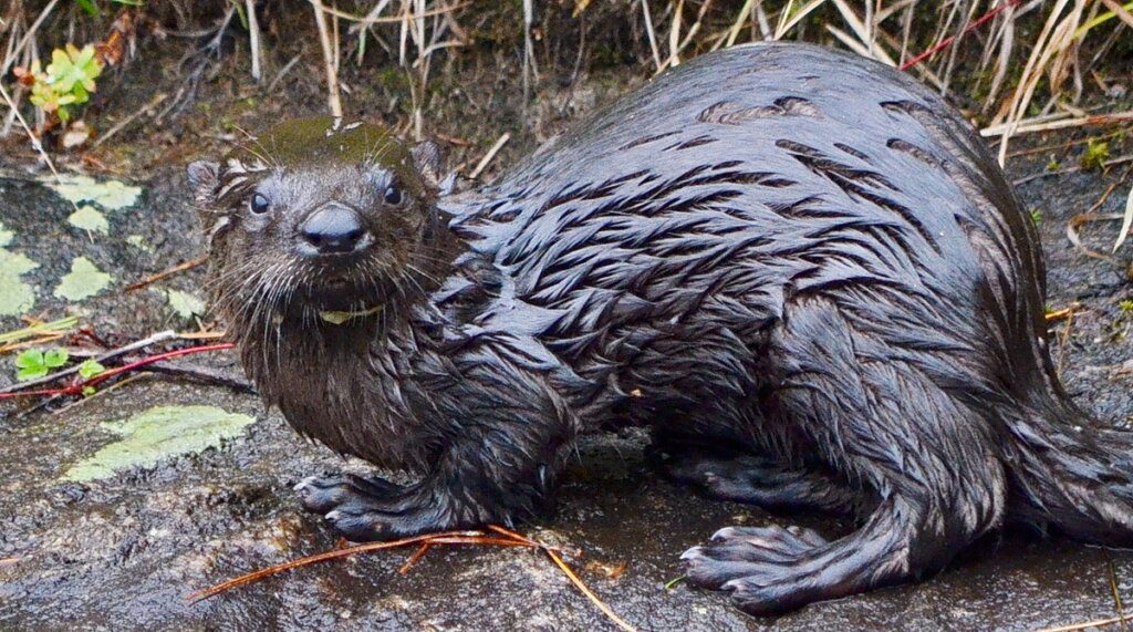 River otter sitting on shoreline in Algonquin park, Ontario, Canada
