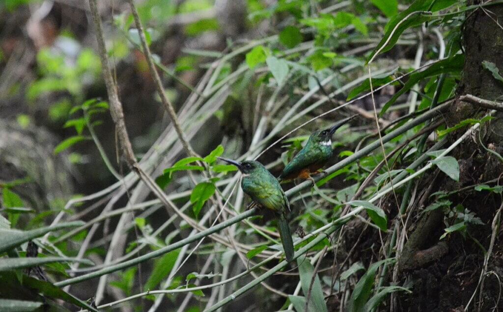 rufous-tailed jacamars, sloth walk, la fortuna, costa rica