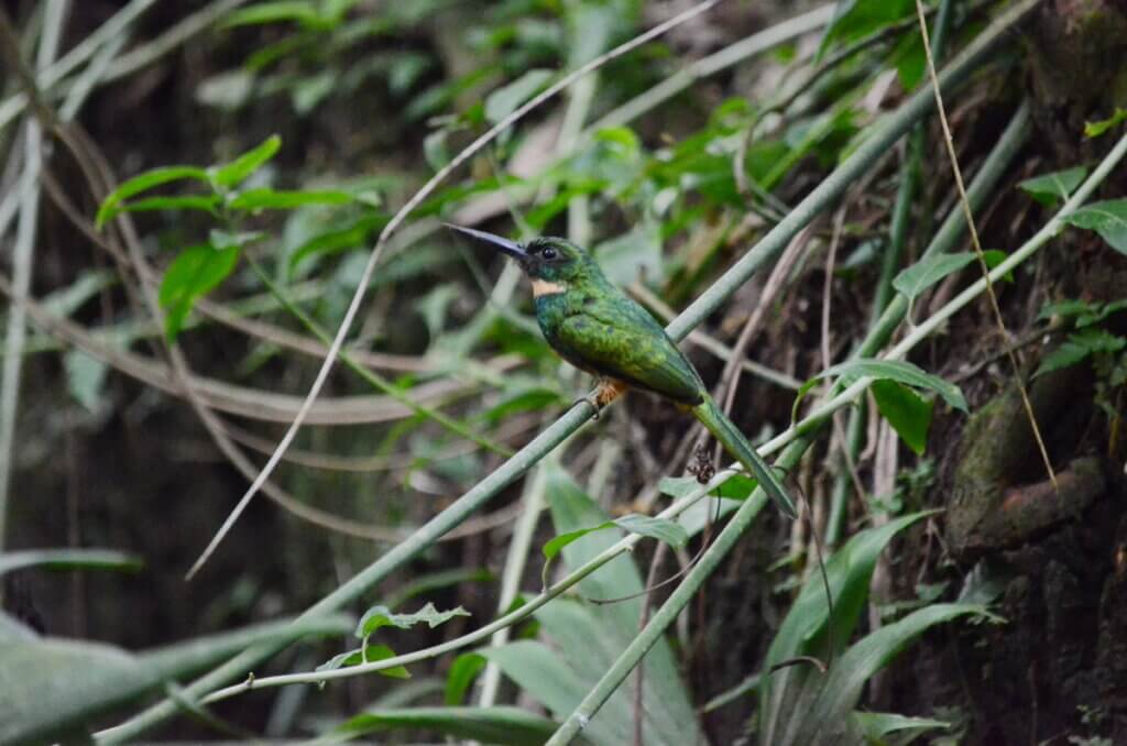 rufous-tailed jacamars, sloth walk, la fortuna, costa rica