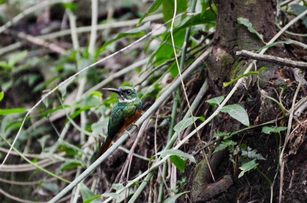 rufous-tailed jacamars, sloth walk, la fortuna, costa rica