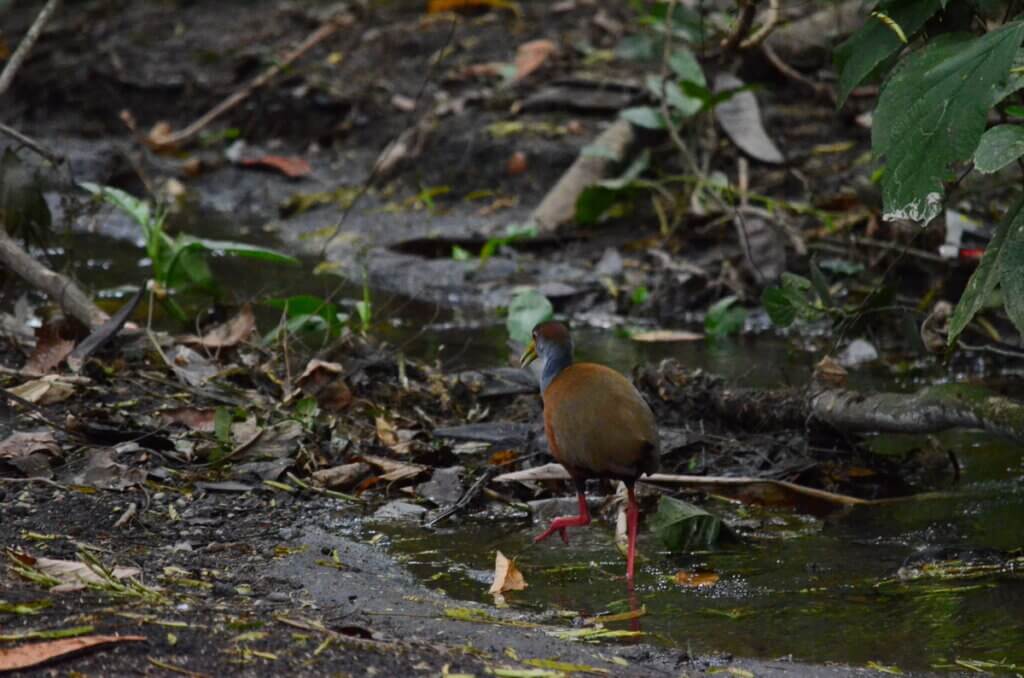 russet-naped wood-rail, sloth walk, la fortuna, costa rica