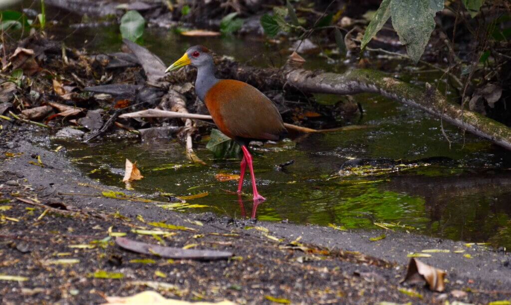 russet-naped wood-rail, sloth walk, la fortuna, costa rica