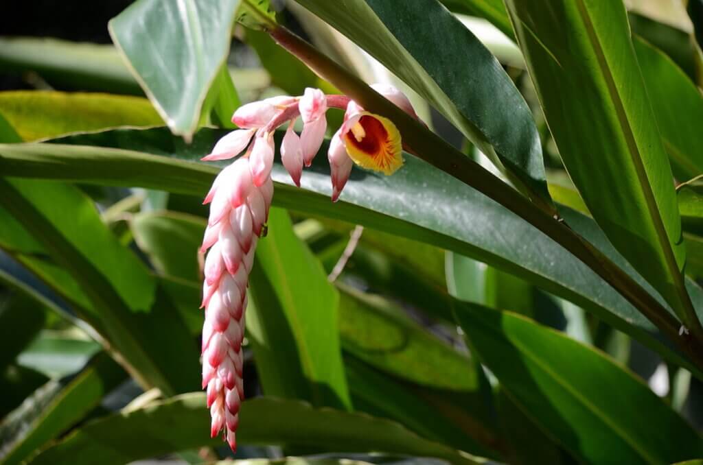 shell ginger, sloth walk, la fortuna, costa rica