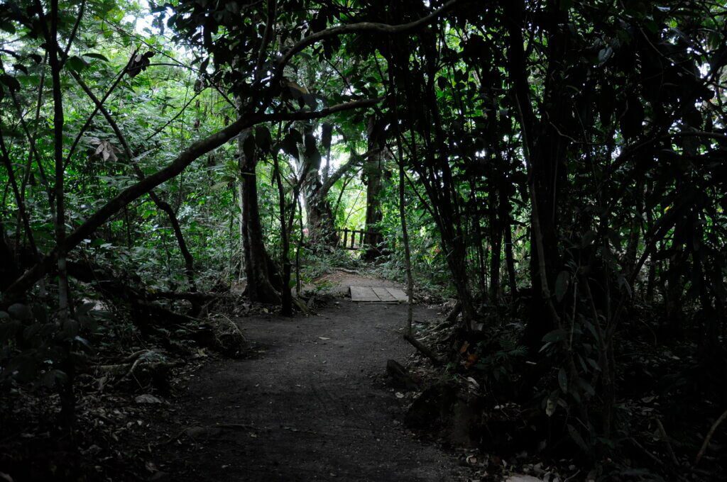 image of bogarin forest trail, bogarin trail, la fortuna, costa rica