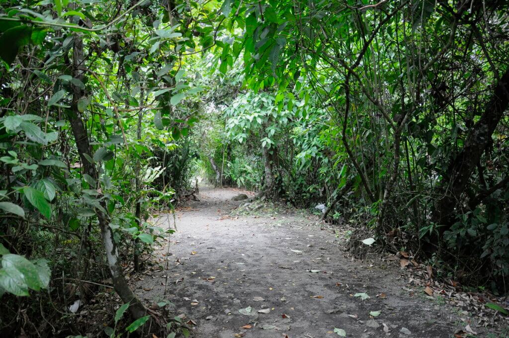 rainforest trail, sloth walk, la fortuna, costa rica