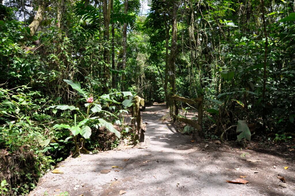 rainforest trail, sloth walk, la fortuna, costa rica