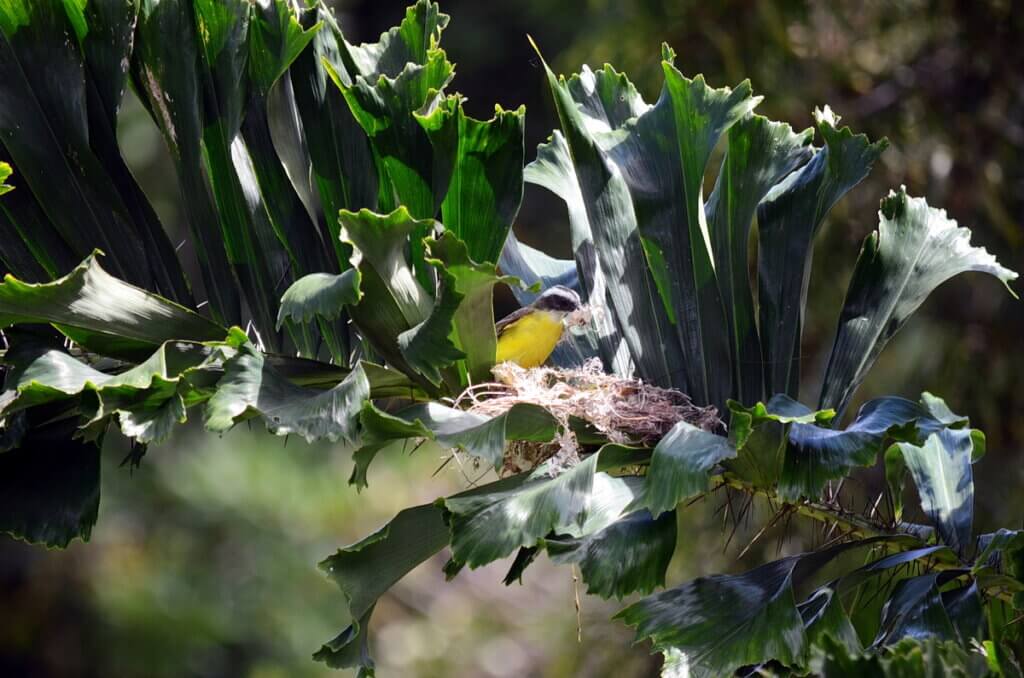 social flycatcher with nesting material, costa rica