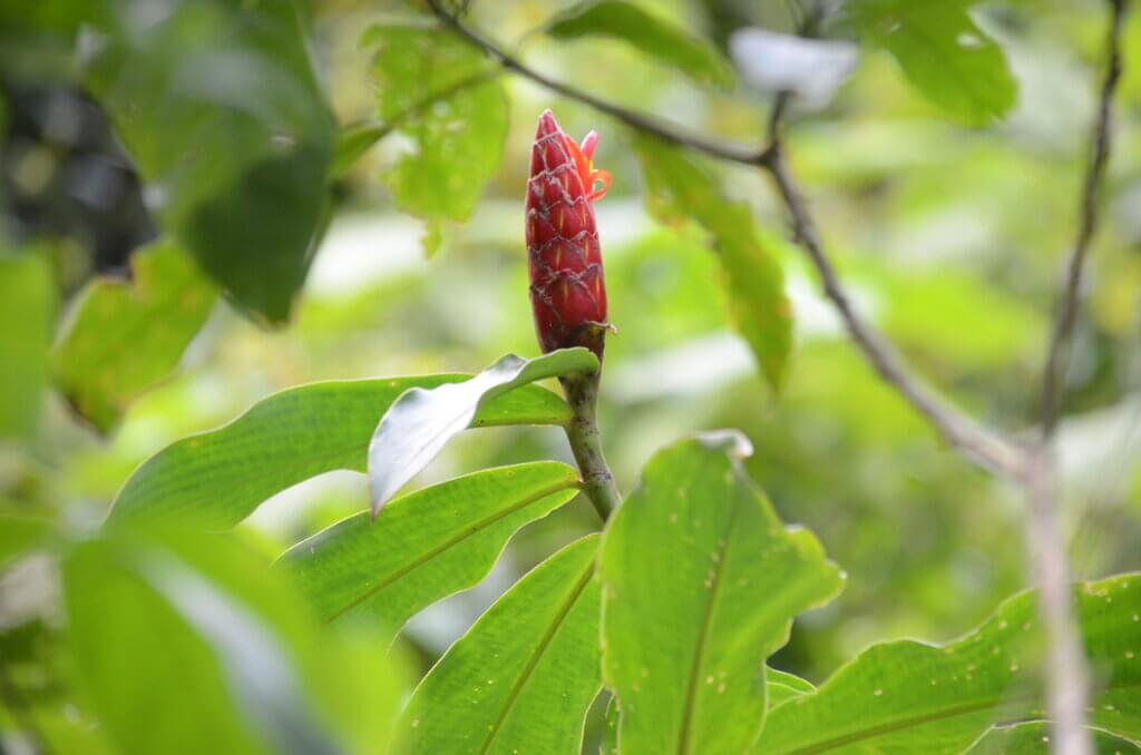 spiral ginger, sloth walk, la fortuna, costa rica