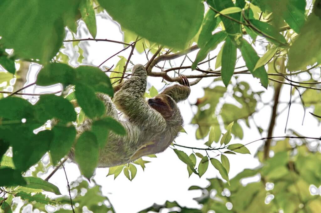 three-toed sloth, sloth walk, la fortuna, costa rica