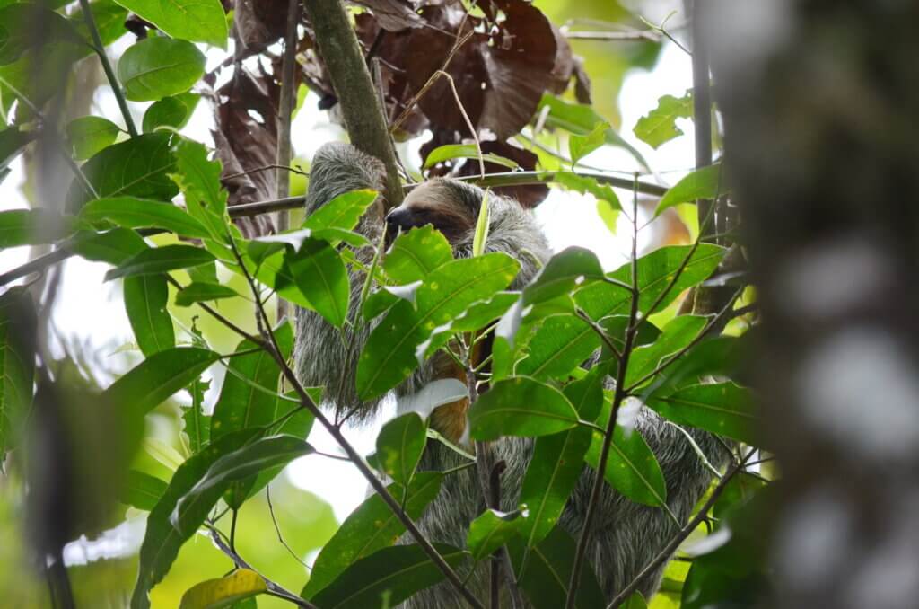 three-toed sloth, sloth walk, la fortuna, costa rica
