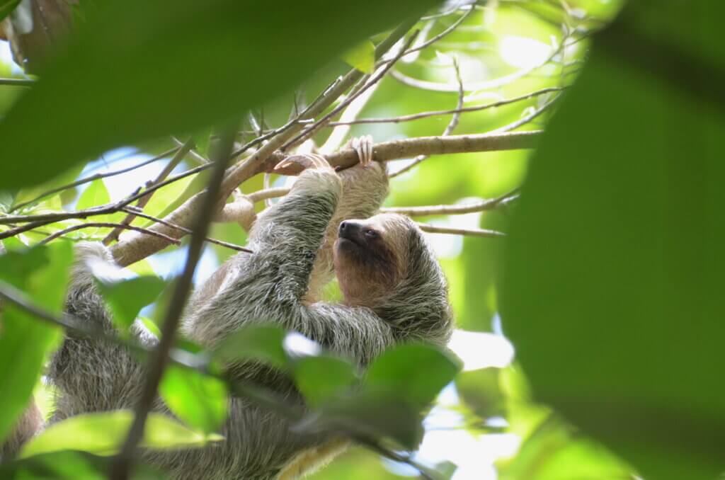 three-toed sloth, sloth walk, la fortuna, costa rica