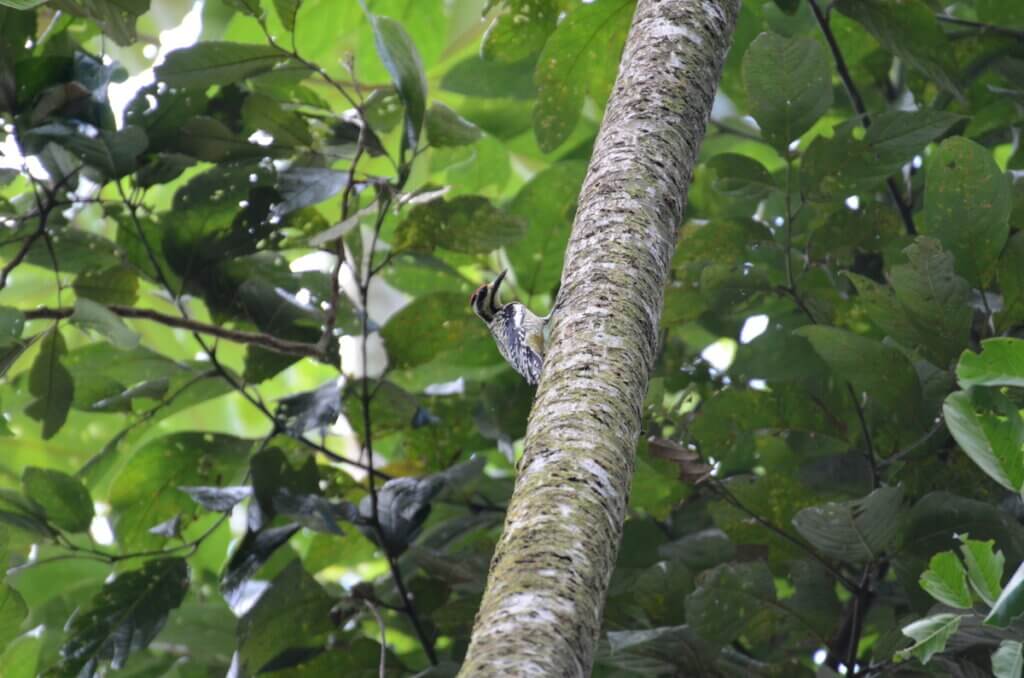 yellow-bellied sapsucker, sloth walk, la fortuna, costa rica
