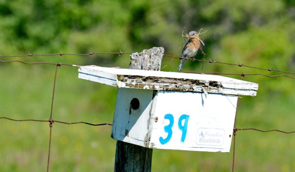 Image of an Eastern Bluebird beside its nest box along Wylie Road, at the Carden Alvar, in Ontario, Canada.