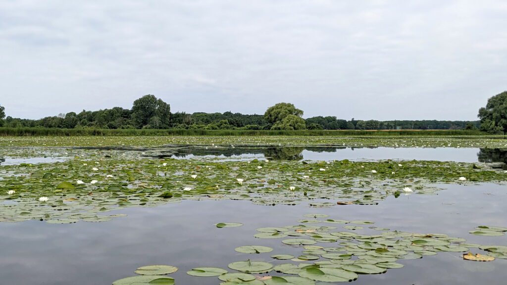 image of water lilies and lily pads on east lake, sandbanks provincial park, ontario