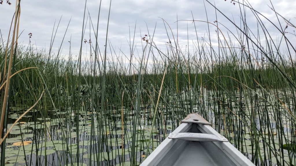 image of a canoe pushing through reeds on east lake, sandbanks provincial park, ontario