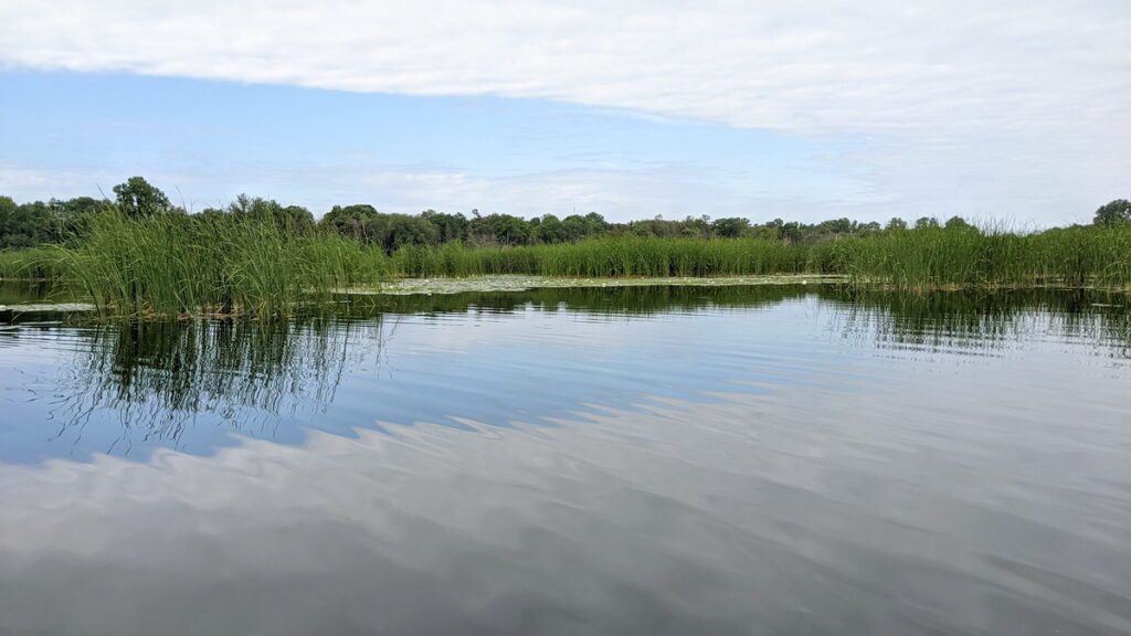 image of bulrushes on east lake, sandbanks provincial park, ontario
