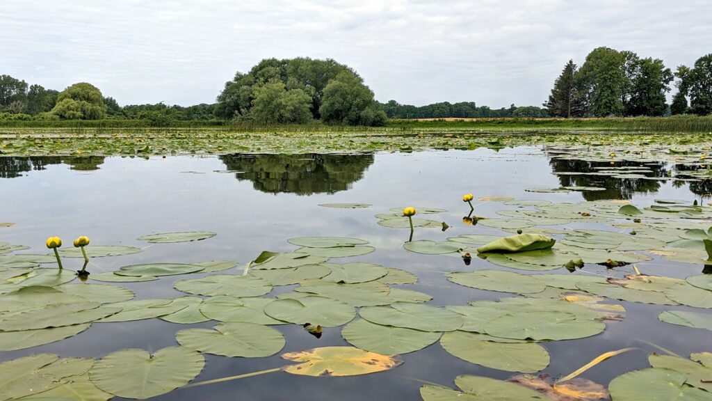 image of lilypads and pond lilies on east lake, sandbanks provincial park, ontario