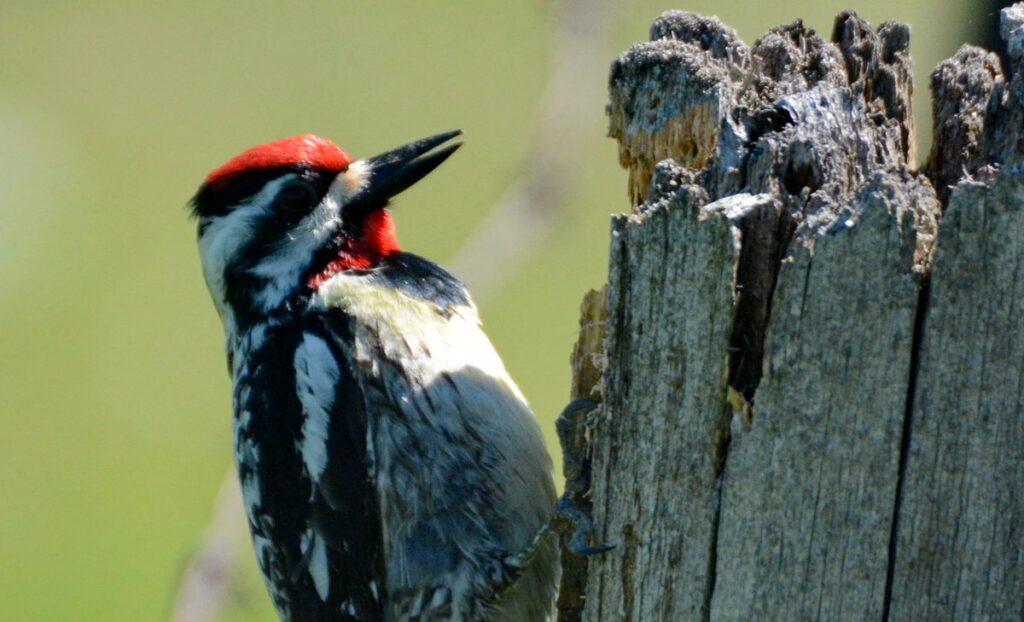 Image of a Yellow-bellied Sapsucker on a fence post along Wylie Road, at the Carden Alvar, in Ontario, Canada.