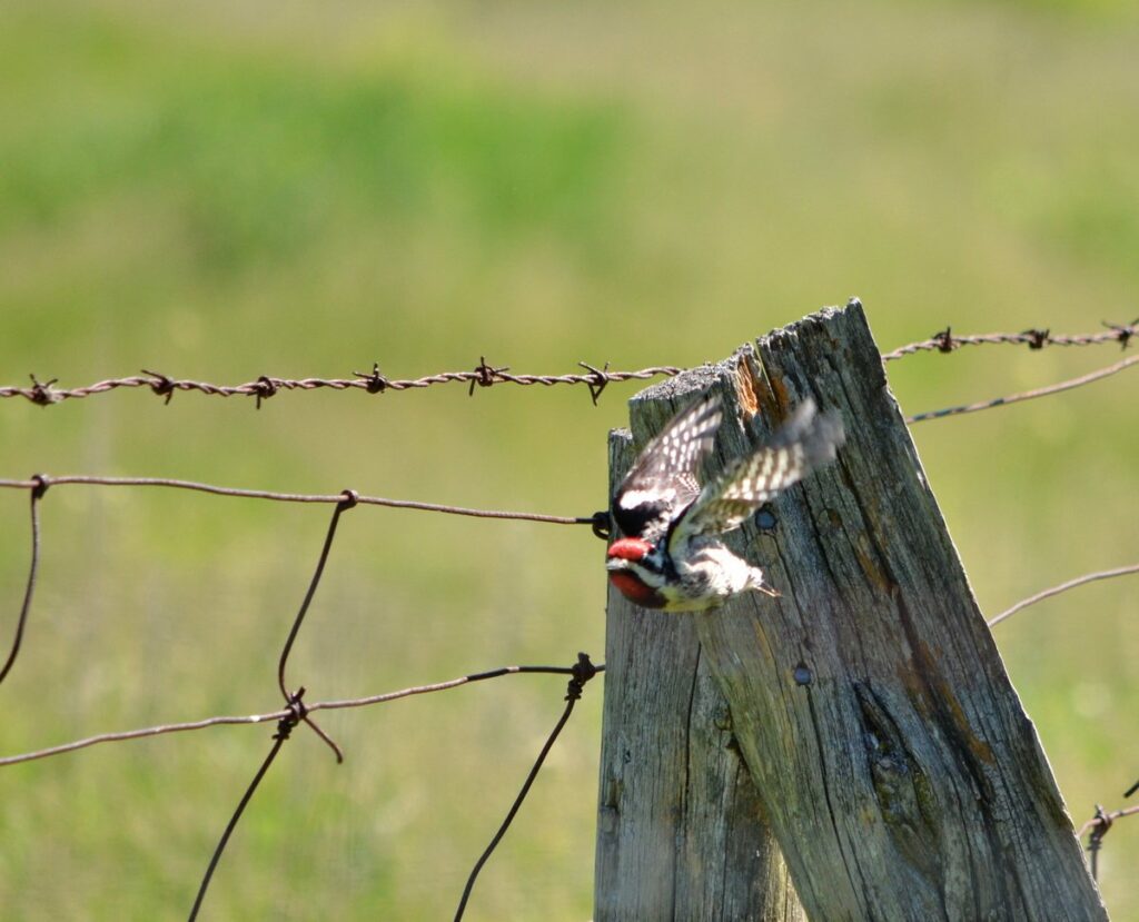 Image of a Yellow-bellied Sapsucker in flight along Wylie Road, at the Carden Alvar, in Ontario, Canada.