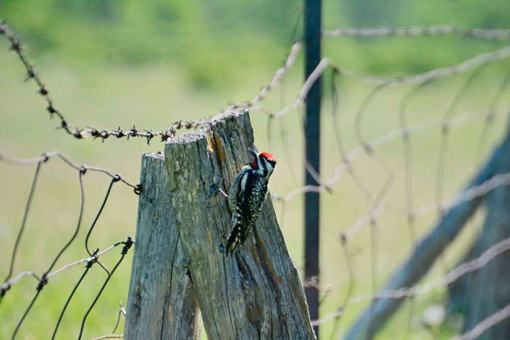 Image of a Yellow-bellied Sapsucker on a fence post along Wylie Road, at the Carden Alvar, in Ontario, Canada.