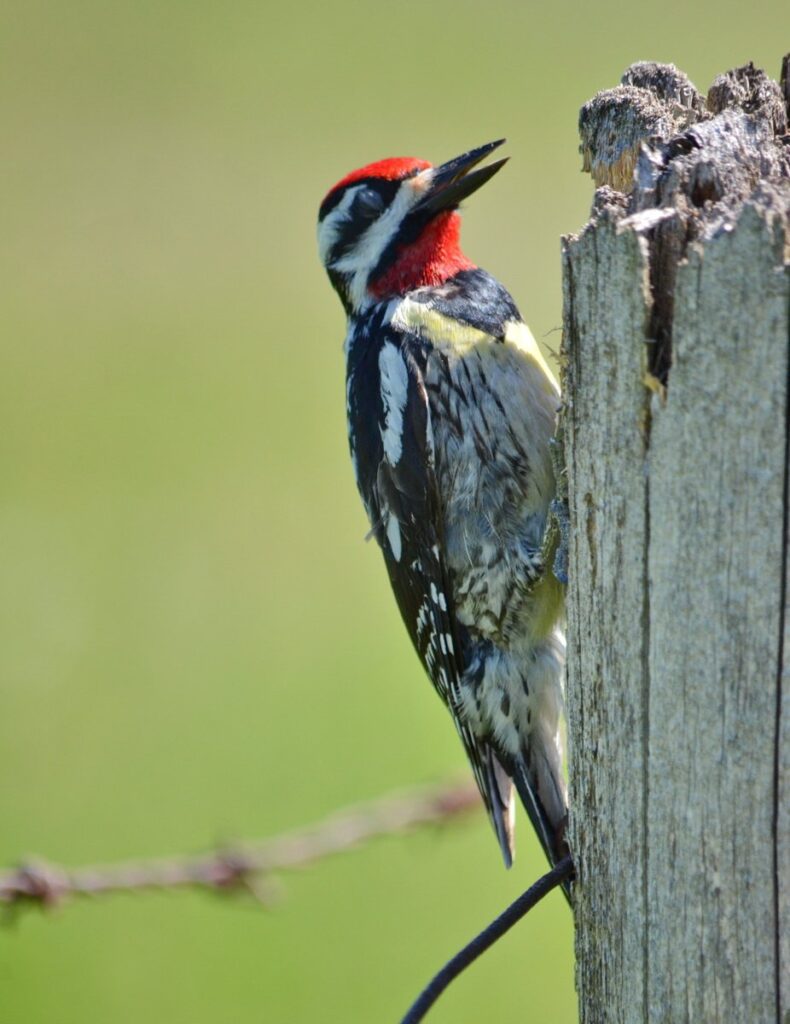 Image of a Yellow-bellied Sapsucker on a fence post along Wylie Road, at the Carden Alvar, in Ontario, Canada.