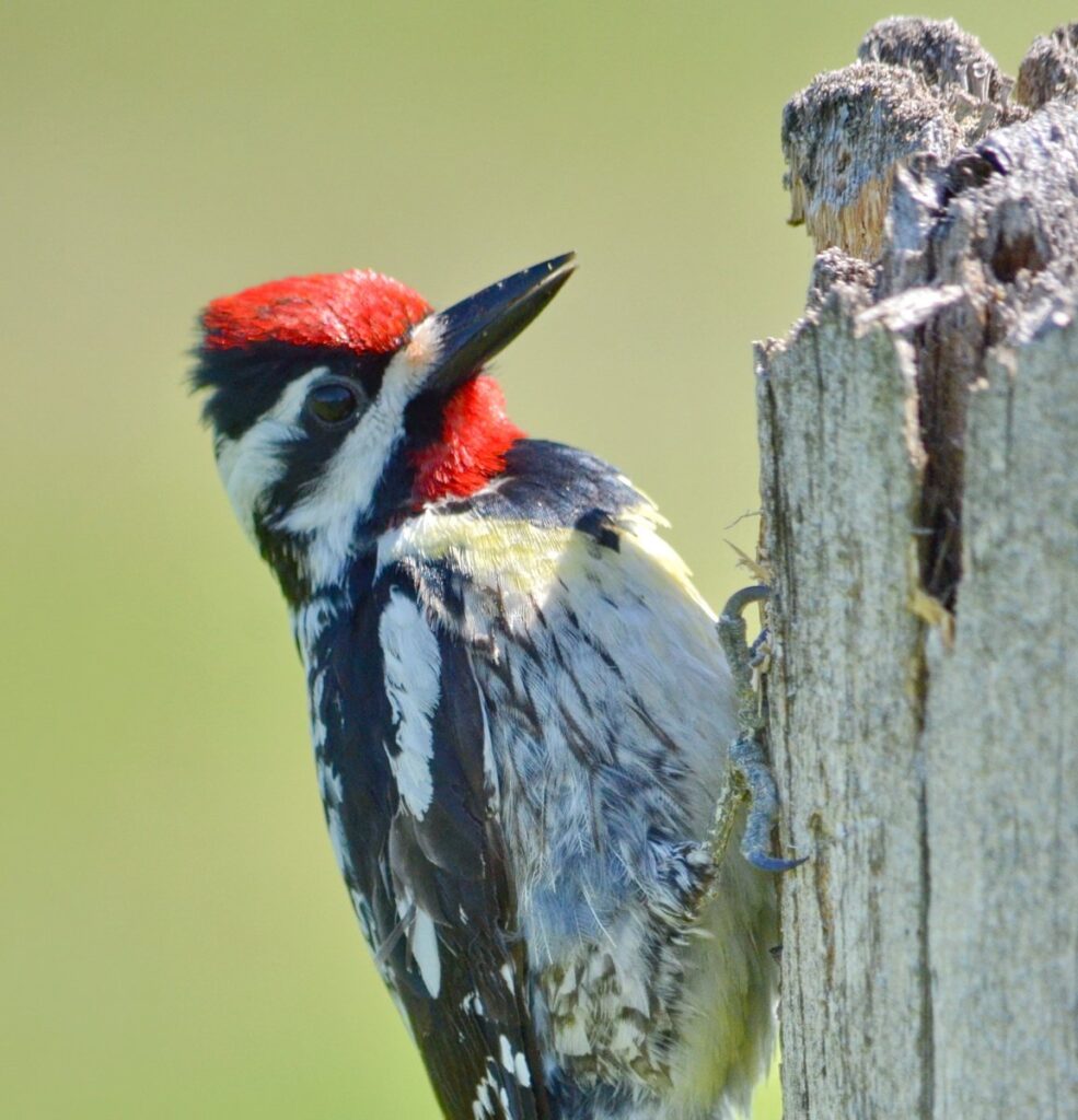 Image of a Yellow-bellied Sapsucker on a fence post along Wylie Road, at the Carden Alvar, in Ontario, Canada.