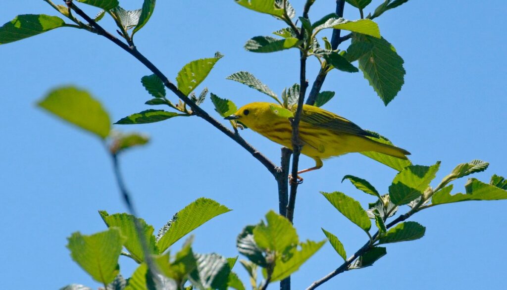Image of a Yellow Warbler in a tree along Wylie Road, at the Carden Alvar, in Ontario, Canada.
