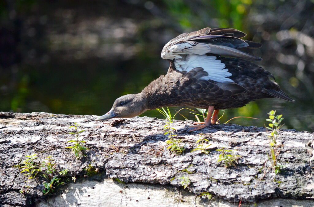 Image of an American Black Duck perched on a fallen log in Algonquin Park.