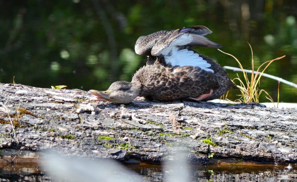 Image of an American Black Duck perched on a fallen log in Algonquin Park.