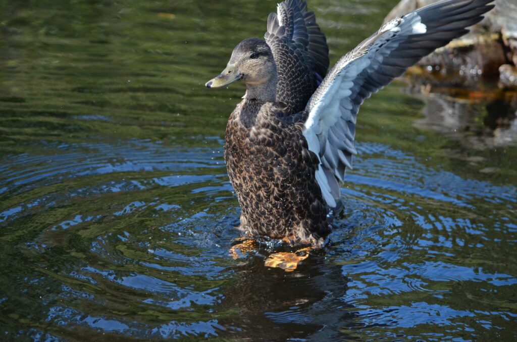 Image of an American Black Duck doing the wing thing in Algonquin Park.