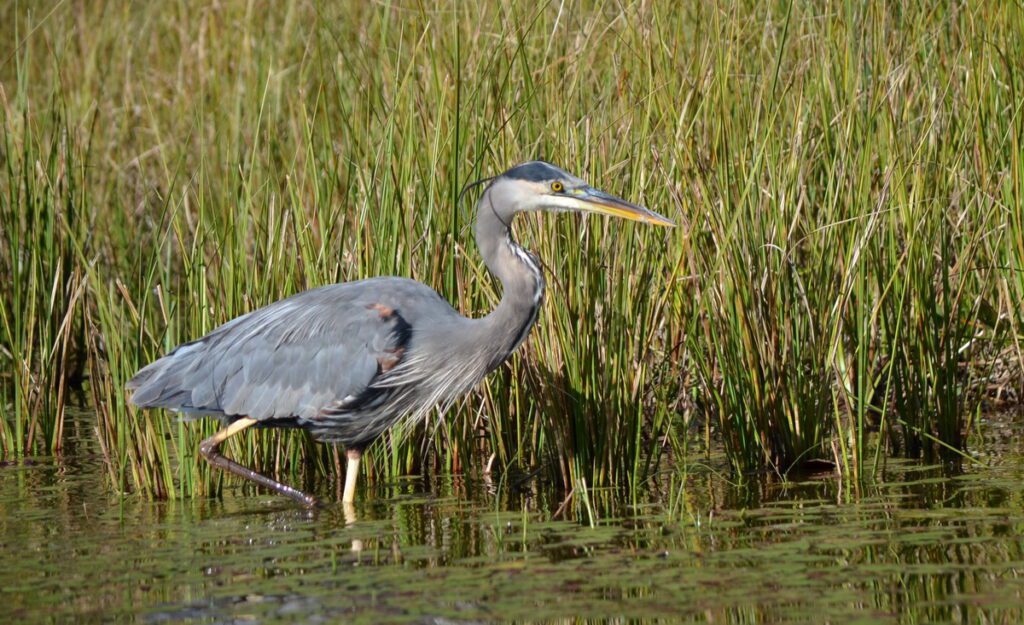 Image of an Great Blue Heron along the rivers edge in Algonquin Park.