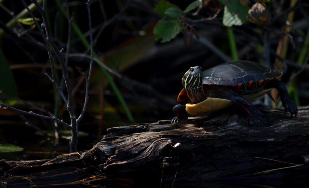 Image of an Midland Painted Turtle sitting in the shadows in Algonquin Park.