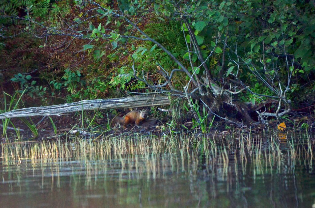 Image of a Pine Marten along the rivers edge in Algonquin Park.