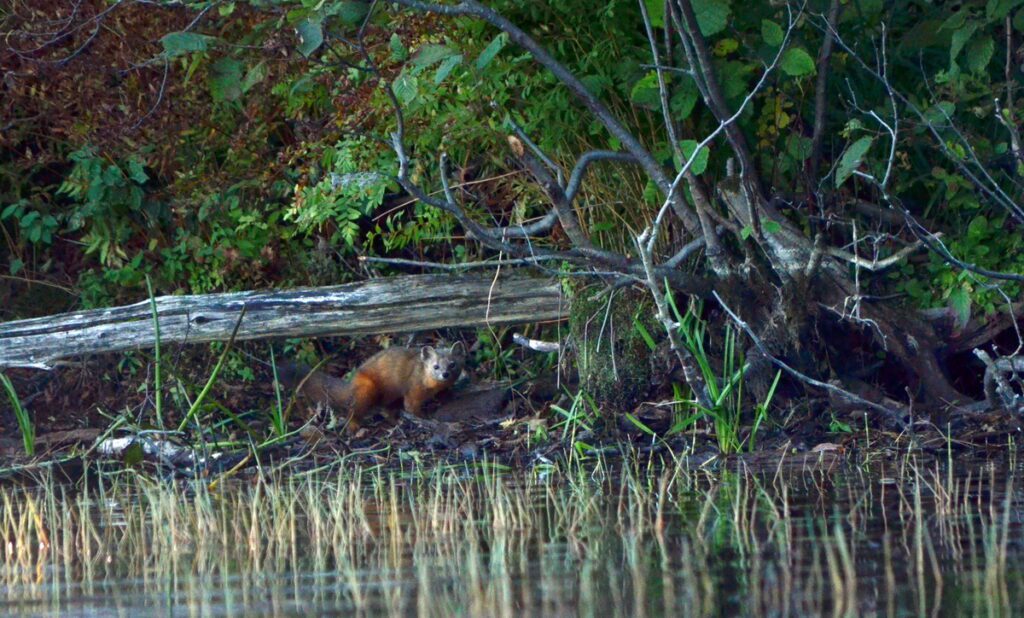 Image of a Pine Marten along the rivers edge in Algonquin Park.