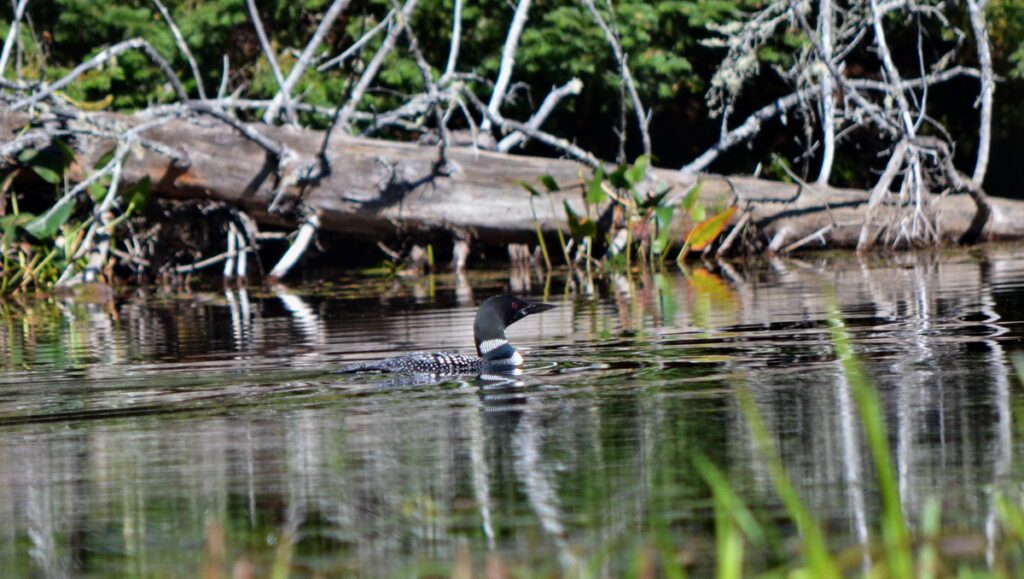 Image of a common loon in Algonquin Park, Ontario.