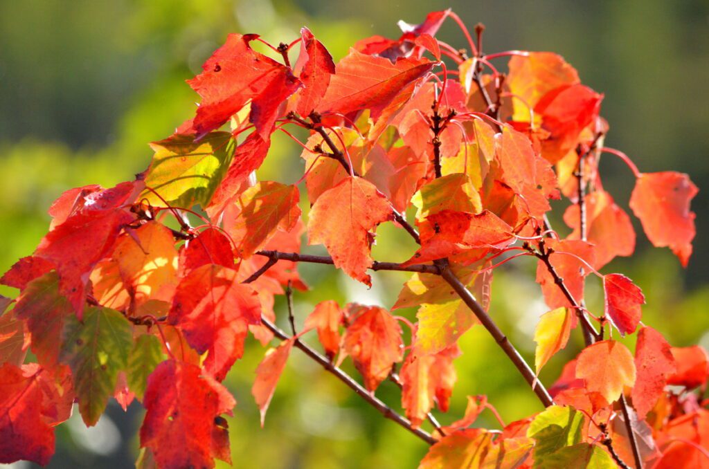 Image of red leaves and fall color in Algonquin Provincial Park in Ontario, Canada.