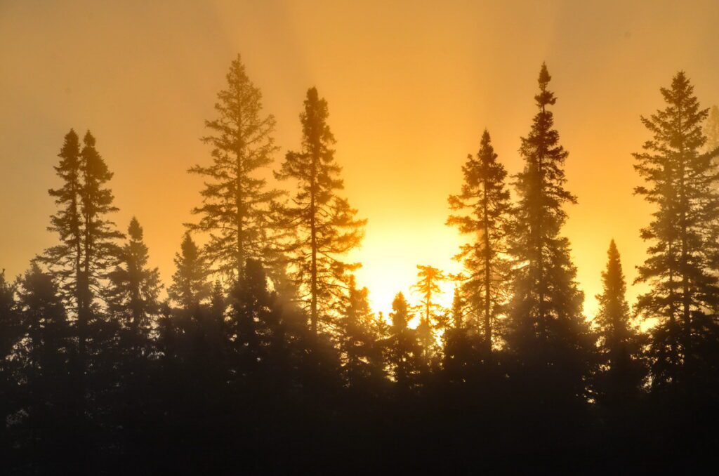 Image of the sun rising behind the trees in Algonquin Provincial Park in Ontario, Canada.