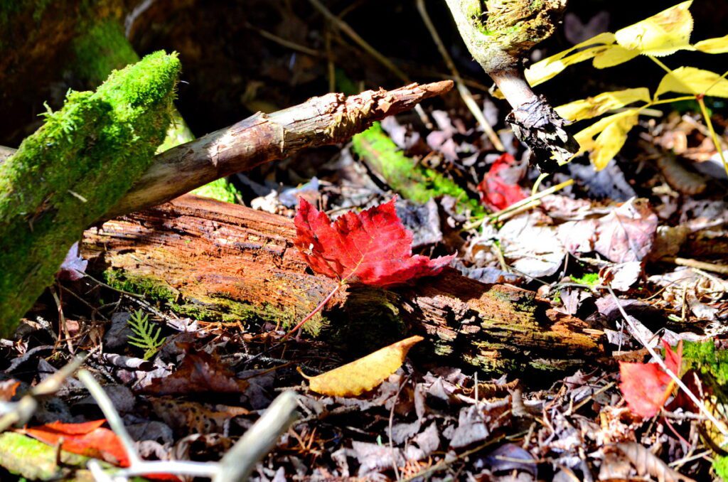 Image of leaves and fall color in a forest in Algonquin Provincial Park in Ontario, Canada.
