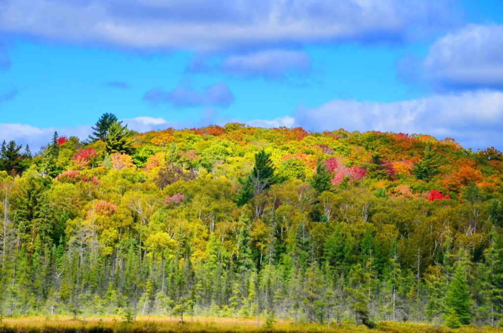 Image of fall colors in Algonquin Provincial Park in Ontario, Canada.